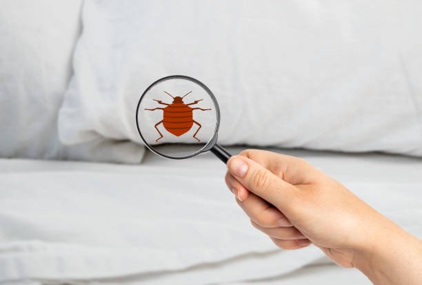 Easy Ways to Protect Your Bed From Bed Bugs